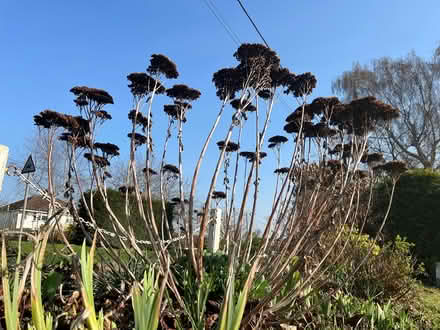 Photo of free Dried Sedum heads (OX1 henwood) #1
