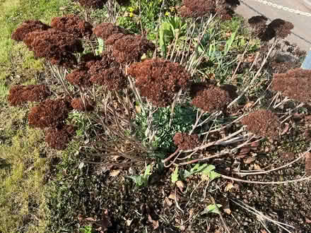 Photo of free Dried Sedum heads (OX1 henwood) #2