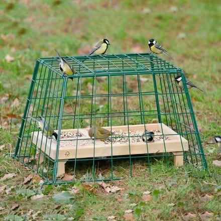 Photo of free Bird Ground Feeder Guardian (Amersham Common HP7) #3