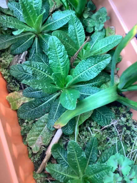 Photo of free Teasel plants (Abraham Heights LA1) #1