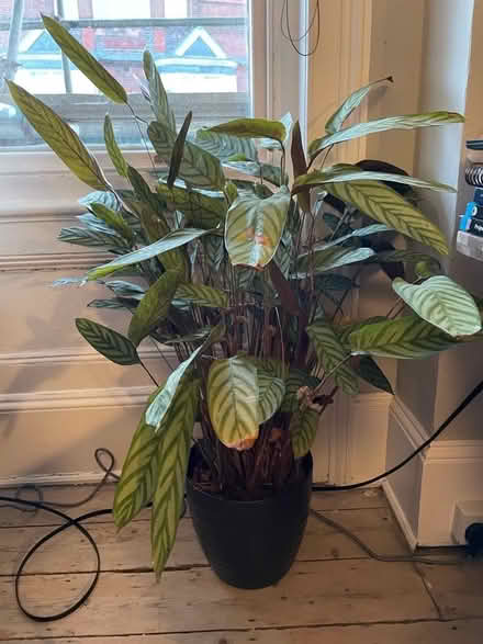 Photo of free House plant (West Hill BN1) #2