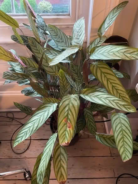 Photo of free House plant (West Hill BN1) #1