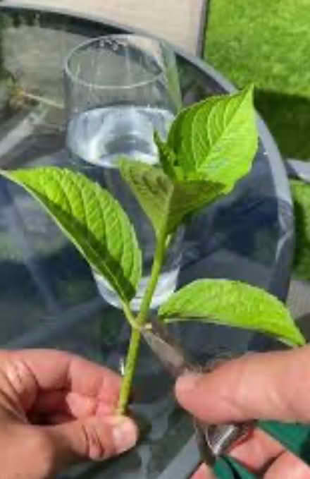 Photo of Garden plants or cuttings (Nether Edge S7) #1