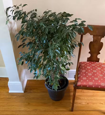 Photo of free Indoor Plant (Ficus) (Bound Brook) #1