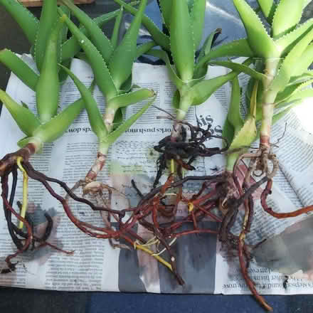 Photo of free Aloe Vera rooted cuttings (Blackhall EH4) #1