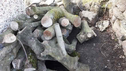 Photo of free Timber (Bull Bay LL68) #1