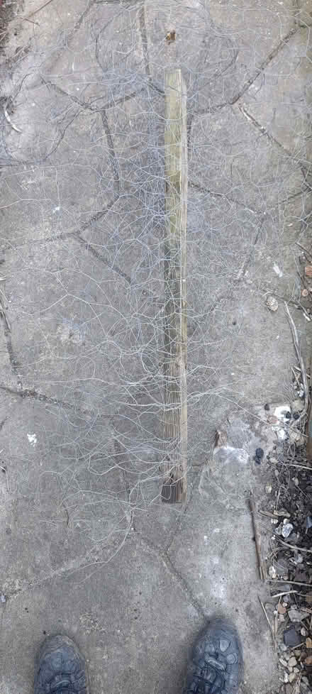 Photo of free Chicken wire (Whitehawk BN2) #1