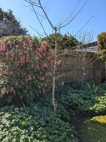 Photo of free Large oak tree sapling (Southbourne BH6) #1