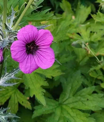 Photo of free Perennial geranium (New Marston OX3) #1
