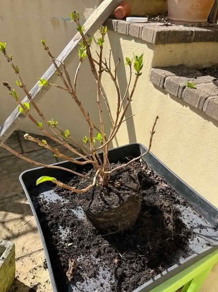Photo of free Hydrangea plant (Kingsway) #1