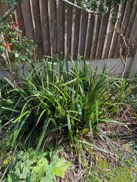 Photo of free Plants (Chorlton M21) #1