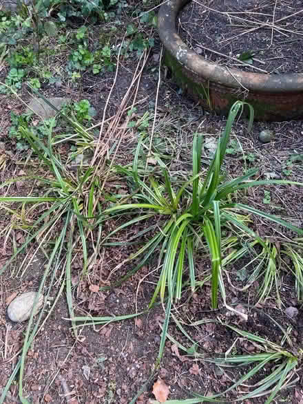 Photo of free Plants (Chorlton M21) #3