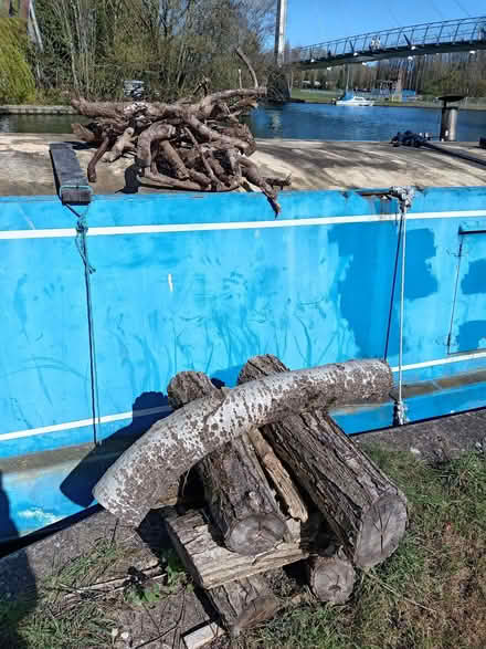 Photo of free Tree logs for firewood (Central Reading RG1) #1