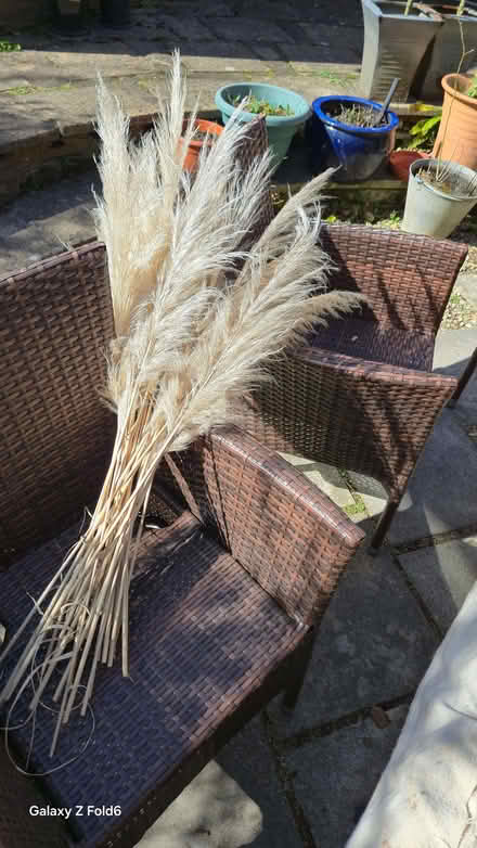 Photo of free Pampas Grass 'feathers' (Warminster BA12) #1