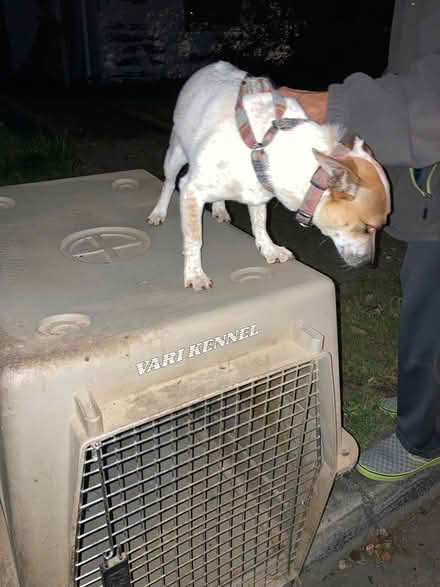 Photo of free Curb alert 529 Sapphire dog kennel (Redwood City Carmel Hills) #2