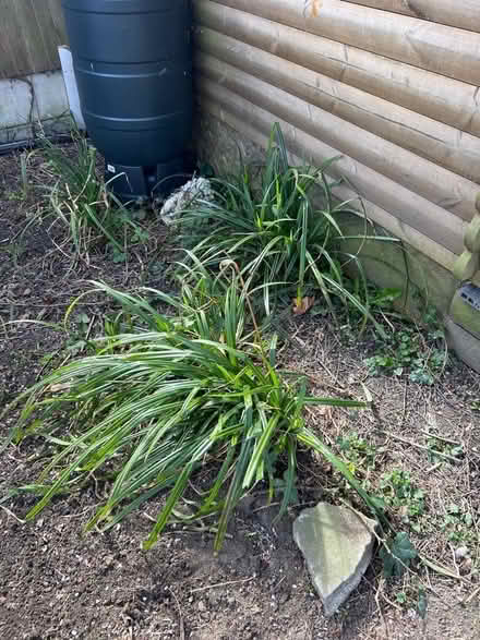Photo of free Plants (Chorlton M21) #2