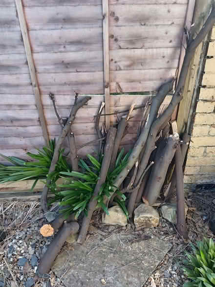 Photo of free Bay tree logs for firewood (Reading West RG1) #1