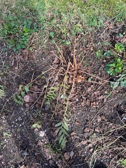 Photo of free Plants (Chorlton M21) #4