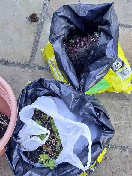 Photo of free Perennial geranium (New Marston OX3) #2