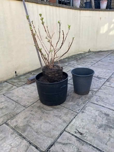 Photo of free Hydrangea (Kingsway) #1
