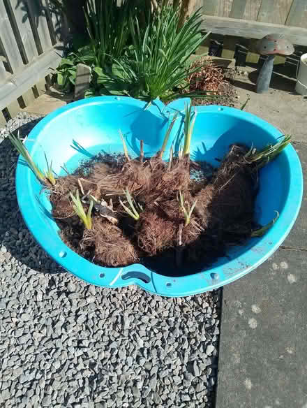 Photo of free Pond irises (Shurdington GL51) #1