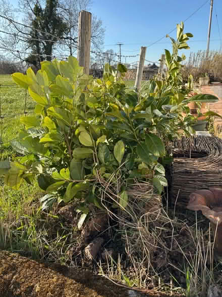 Photo of free Laurel bushes (Sockbridge CA10) #1