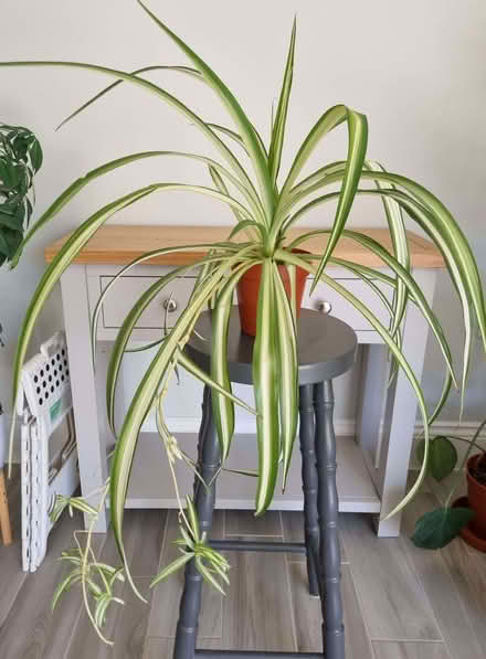 Photo of free Mature Spider plant (Aston Clinton HP22) #1