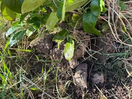 Photo of free Laurel bushes (Sockbridge CA10) #3