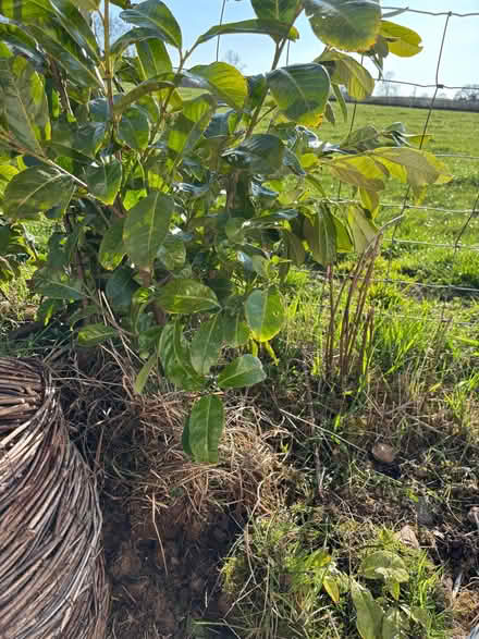 Photo of free Laurel bushes (Sockbridge CA10) #2