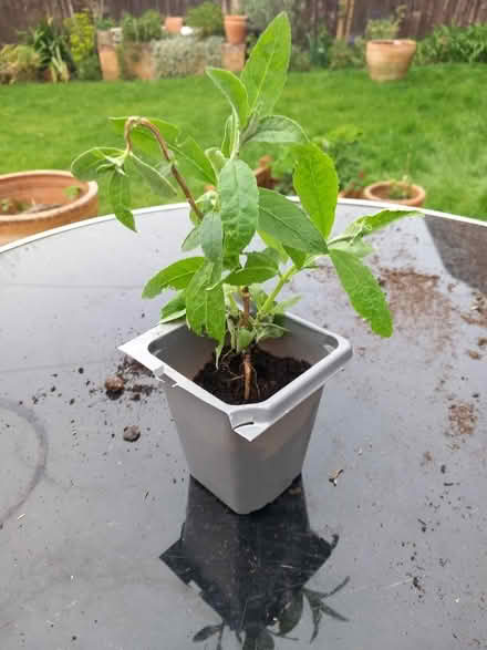 Photo of free Butterfly bush (Northcourt OX14) #1
