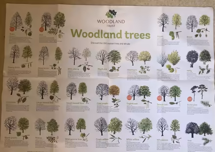 Photo of free Educational poster of tree types (Bramhall SK7) #1