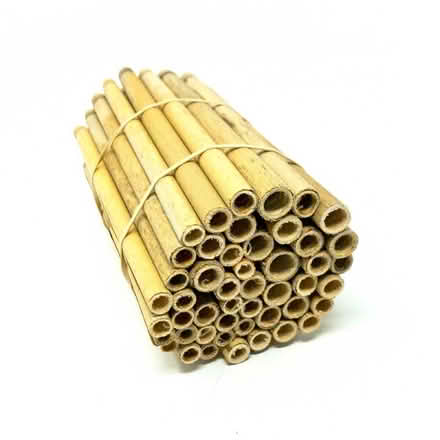 Photo of Reeds for bee hotel (Newton Lower Falls) #1
