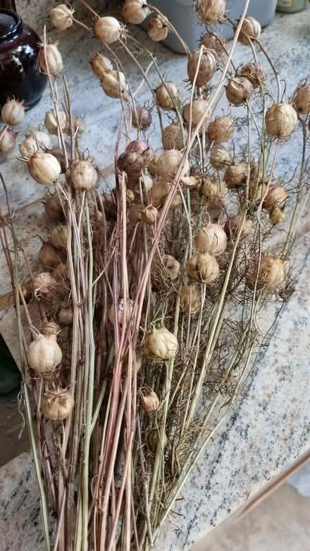 Photo of free Dry nigella pods love in the mist (South Tonbridge TN9) #1