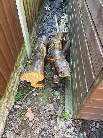 Photo of free Plum wood (DE73) #3