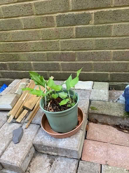 Photo of free Persicaria (Bernards Heath AL3) #1