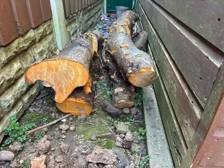Photo of free Plum wood (DE73) #2