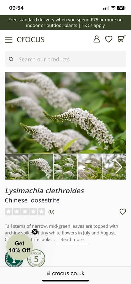 Photo of free lysmachia plants (Bracknell RG12) #1
