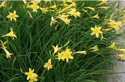 Photo of free Day lilly (Malvern Link WR14) #1