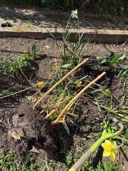 Photo of free Dogwood (North Tonbridge TN10) #1