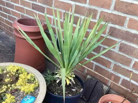 Photo of free Plants (Morley LS27) #2