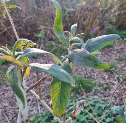 Photo of free Buddleja plant (Rosehill) #1