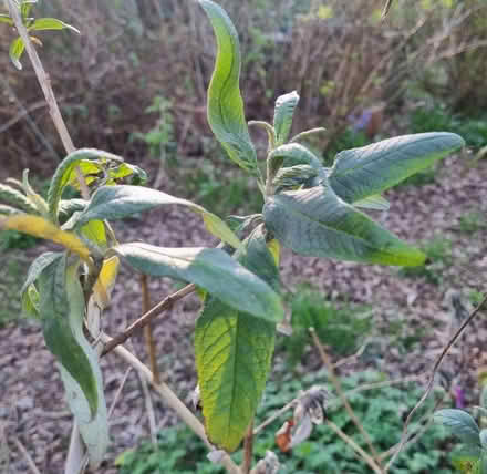 Photo of free Buddleja plant (Rosehill) #1