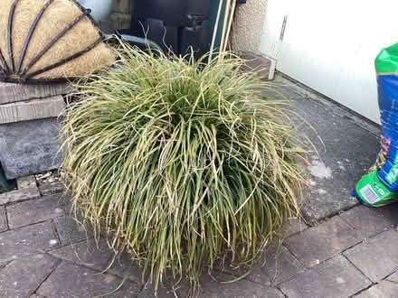 Photo of free Plants (Morley LS27) #3