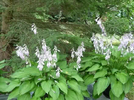 Photo of free Hosta plants (New Marston OX3) #2