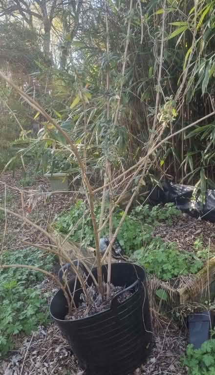 Photo of free Buddleja plant (Rosehill) #2