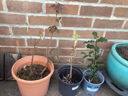 Photo of free Plants (Morley LS27) #1