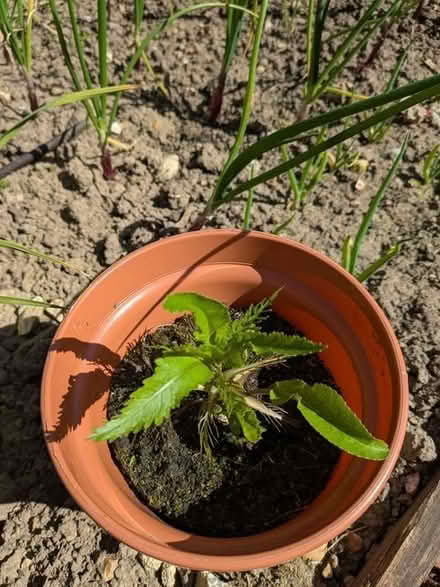 Photo of free Horseradish (Armoracia rusticana) (City Centre NR1) #1