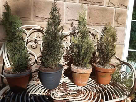 Photo of free Baby Conifers (x4) (Cromford DE4) #1