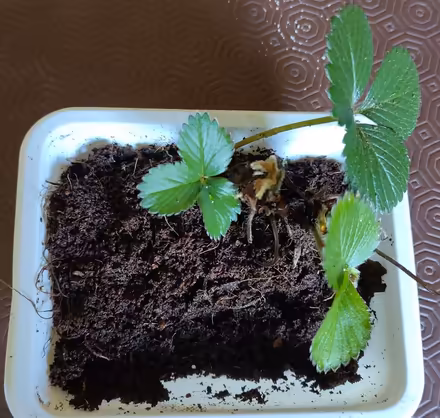 Photo of free Strawberry plants (Iffley OX4) #1