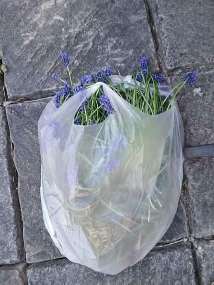 Photo of free Grape Hyacinths (Mexborough S64) #1